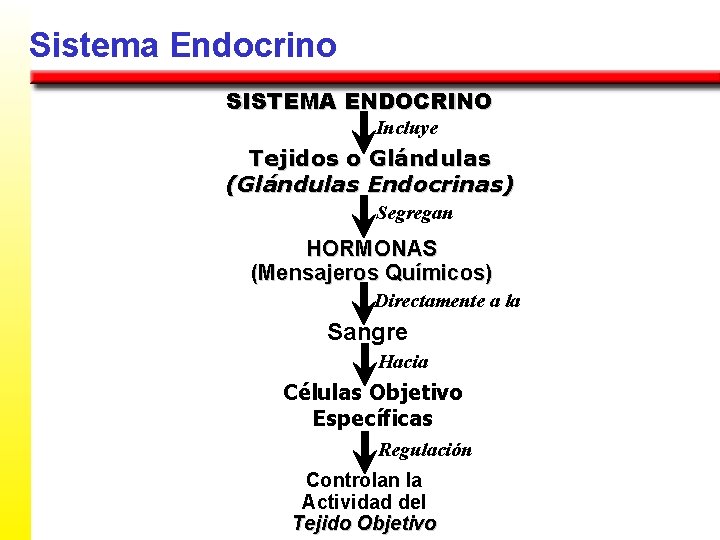 Sistema Endocrino SISTEMA ENDOCRINO Incluye Tejidos o Glándulas (Glándulas Endocrinas) Segregan HORMONAS (Mensajeros Químicos)