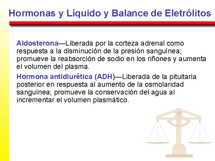 Hormonas y Líquido y Balance de Eletrólitos Aldosterona—Liberada por la corteza adrenal como respuesta