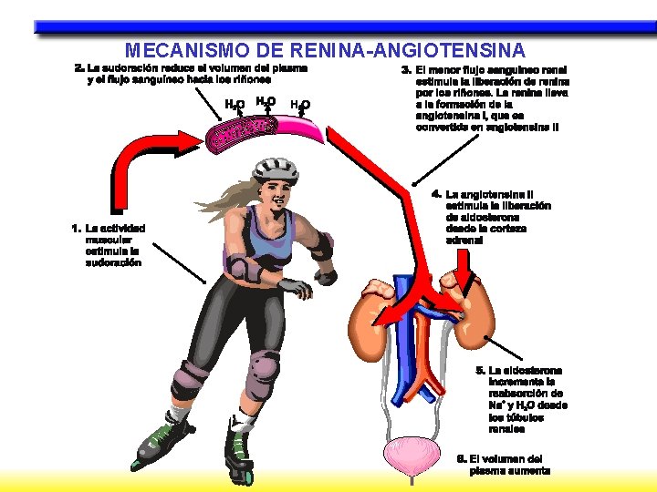 MECANISMO DE RENINA-ANGIOTENSINA 