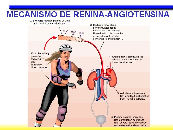 MECANISMO DE RENINA-ANGIOTENSINA 