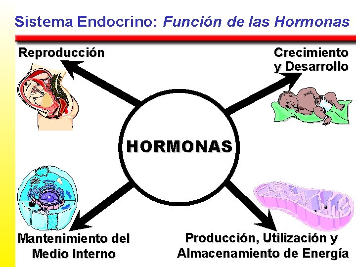 Sistema Endocrino: Función de las Hormonas Crecimiento y Desarrollo Reproducción HORMONAS Mantenimiento del Medio