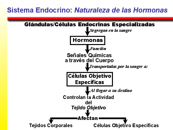 Sistema Endocrino: Naturaleza de las Hormonas Glándulas/Células Endocrinas Especializadas Segregan en la sangre Hormonas