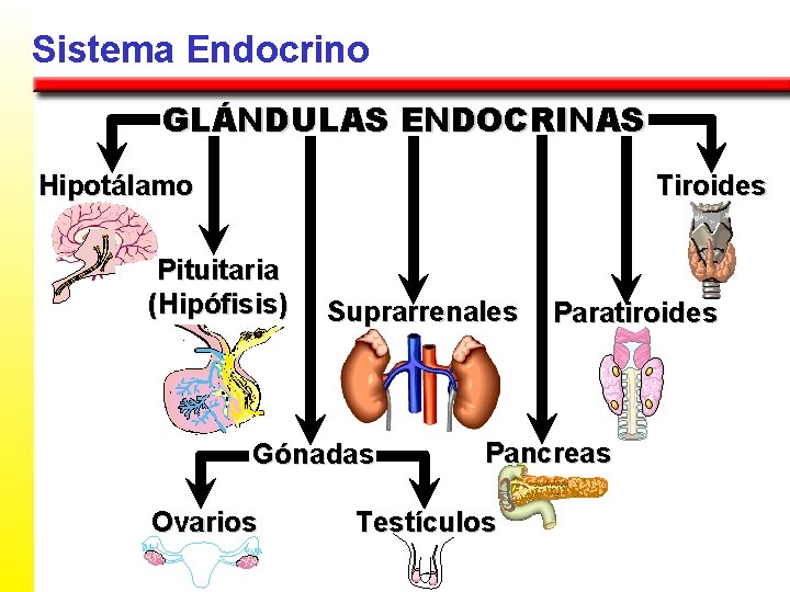 Sistema Endocrino GLÁNDULAS ENDOCRINAS Hipotálamo Tiroides Pituitaria (Hipófisis) Suprarrenales Gónadas Ovarios Paratiroides Pancreas Testículos