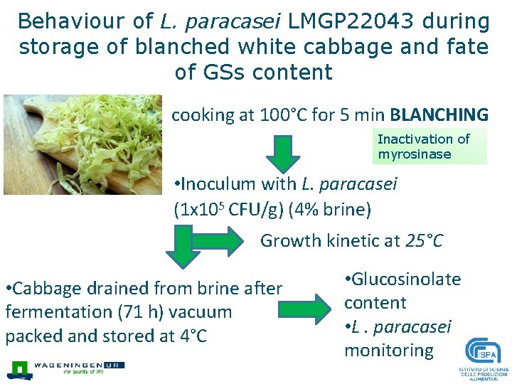 Behaviour of L. paracasei LMGP 22043 during storage of blanched white cabbage and fate