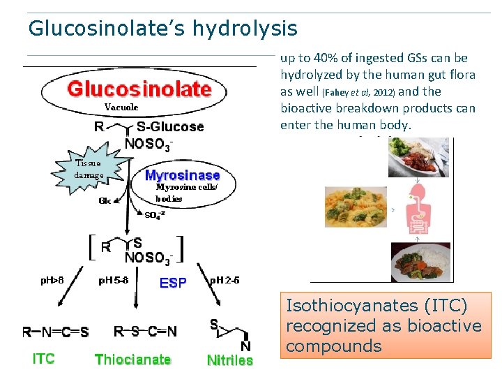 Glucosinolate’s hydrolysis up to 40% of ingested GSs can be hydrolyzed by the human