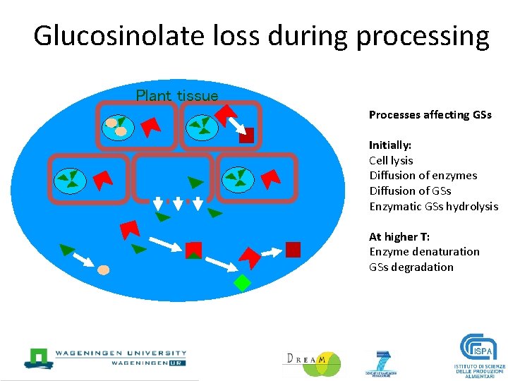 Glucosinolate loss during processing Plant tissue Processes affecting GSs Initially: Cell lysis Diffusion of