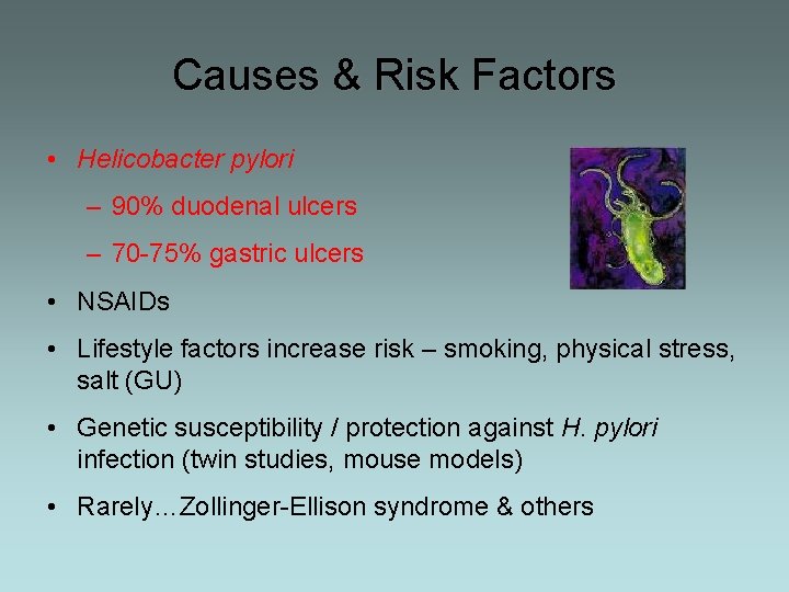 Causes & Risk Factors • Helicobacter pylori – 90% duodenal ulcers – 70 -75%