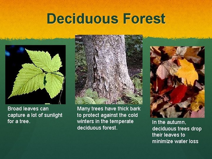 Deciduous Forest Broad leaves can capture a lot of sunlight for a tree. Many