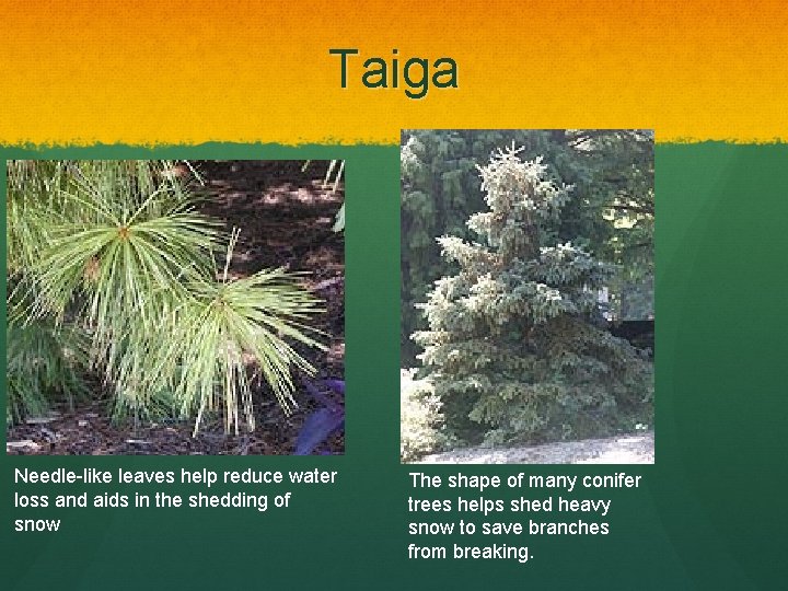 Taiga Needle-like leaves help reduce water loss and aids in the shedding of snow