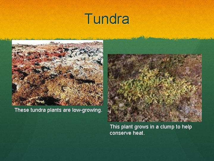 Tundra These tundra plants are low-growing. This plant grows in a clump to help