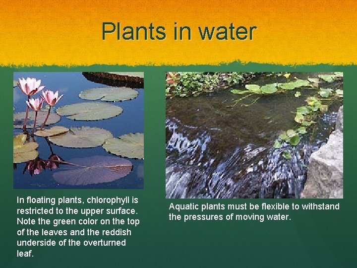 Plants in water In floating plants, chlorophyll is restricted to the upper surface. Note