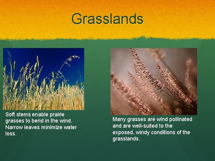 Grasslands Soft stems enable prairie grasses to bend in the wind. Narrow leaves minimize