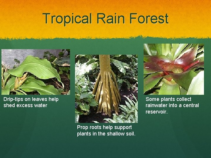 Tropical Rain Forest Drip-tips on leaves help shed excess water Some plants collect rainwater