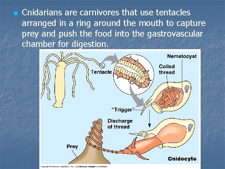 n Cnidarians are carnivores that use tentacles arranged in a ring around the mouth