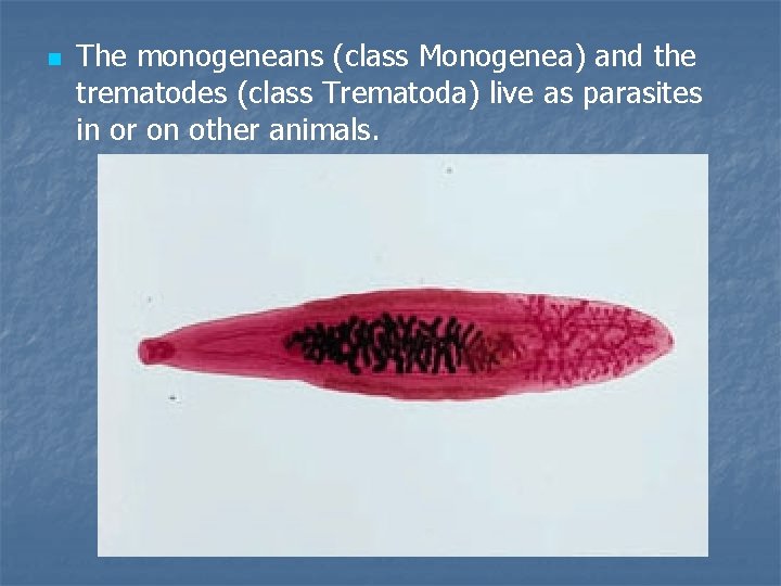 n The monogeneans (class Monogenea) and the trematodes (class Trematoda) live as parasites in