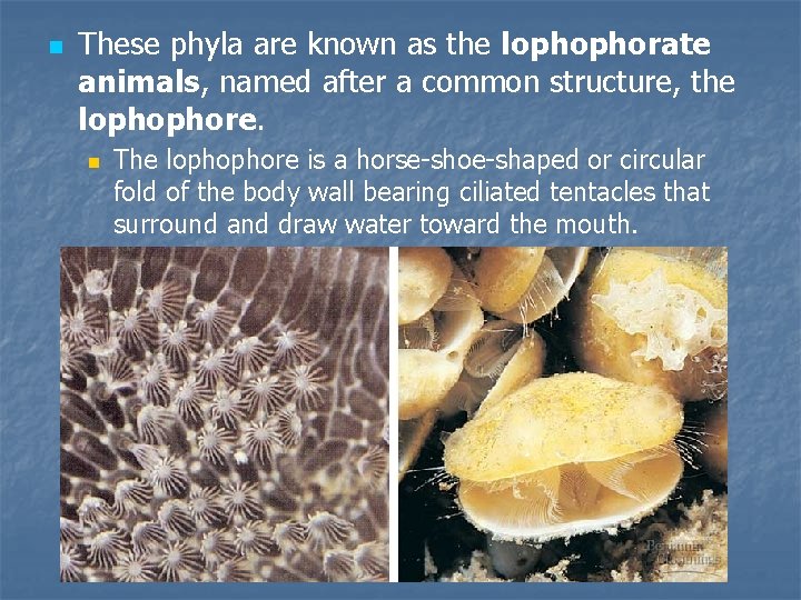 n These phyla are known as the lophophorate animals, named after a common structure,