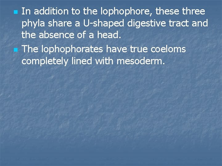 n n In addition to the lophophore, these three phyla share a U-shaped digestive