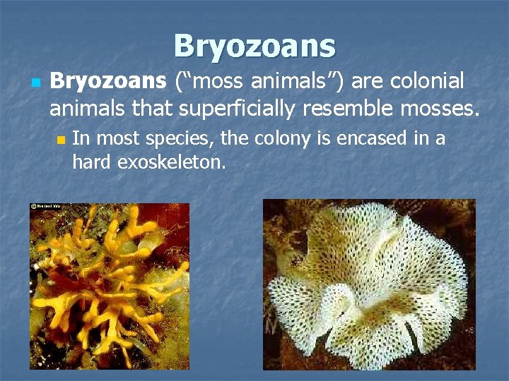 Bryozoans n Bryozoans (“moss animals”) are colonial animals that superficially resemble mosses. n In