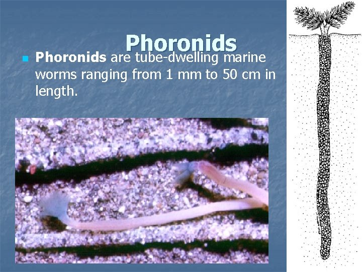 Phoronids n Phoronids are tube-dwelling marine worms ranging from 1 mm to 50 cm