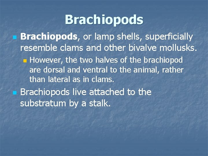 Brachiopods n Brachiopods, or lamp shells, superficially resemble clams and other bivalve mollusks. n