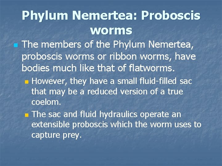 Phylum Nemertea: Proboscis worms n The members of the Phylum Nemertea, proboscis worms or