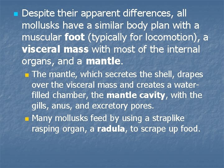n Despite their apparent differences, all mollusks have a similar body plan with a