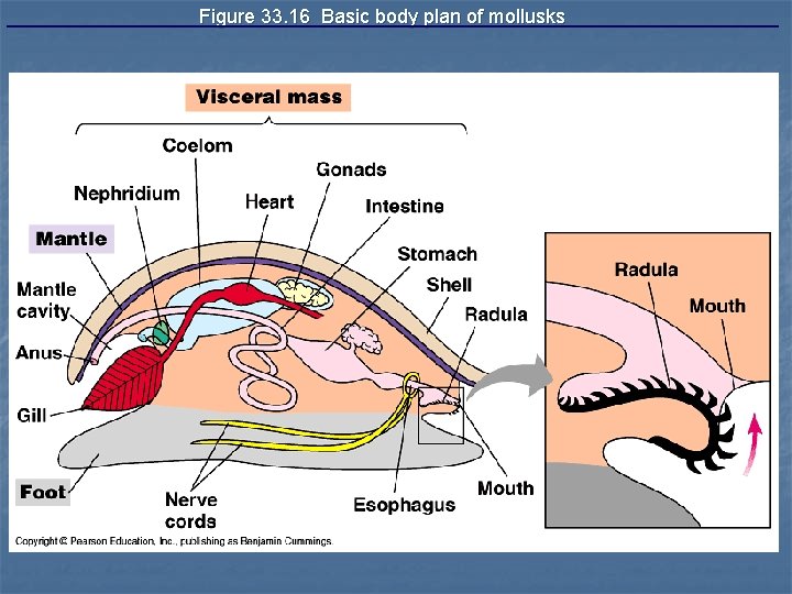 Figure 33. 16 Basic body plan of mollusks 