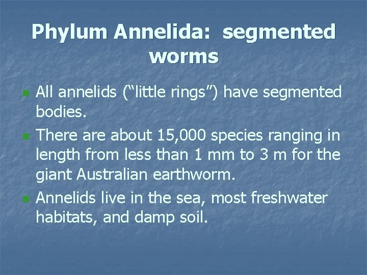 Phylum Annelida: segmented worms n n n All annelids (“little rings”) have segmented bodies.