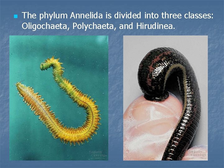 n The phylum Annelida is divided into three classes: Oligochaeta, Polychaeta, and Hirudinea. 