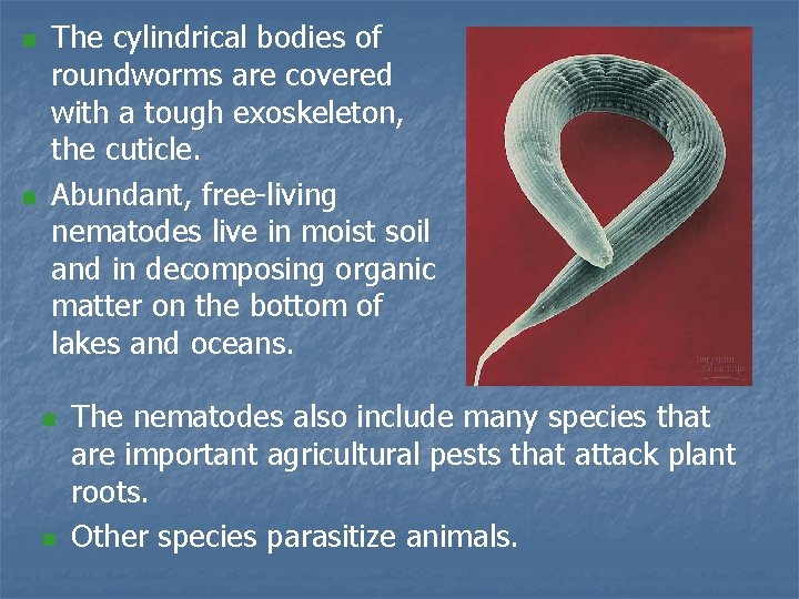 n n The cylindrical bodies of roundworms are covered with a tough exoskeleton, the