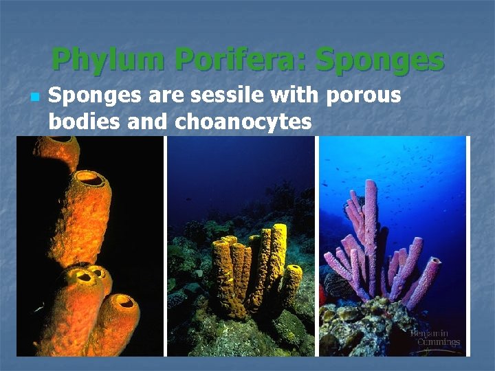 Phylum Porifera: Sponges n Sponges are sessile with porous bodies and choanocytes 