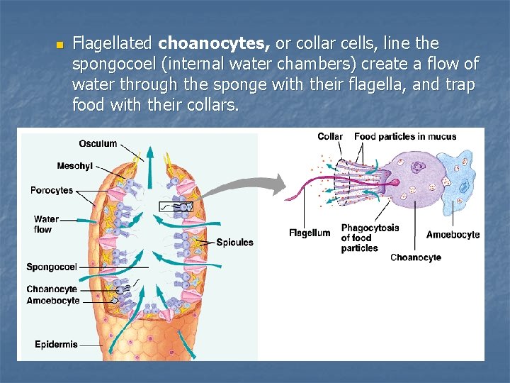 n Flagellated choanocytes, or collar cells, line the spongocoel (internal water chambers) create a