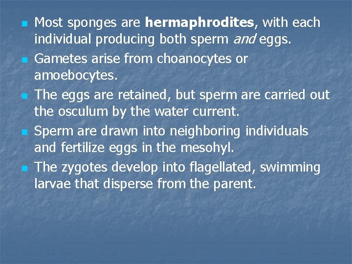 n n n Most sponges are hermaphrodites, with each individual producing both sperm and