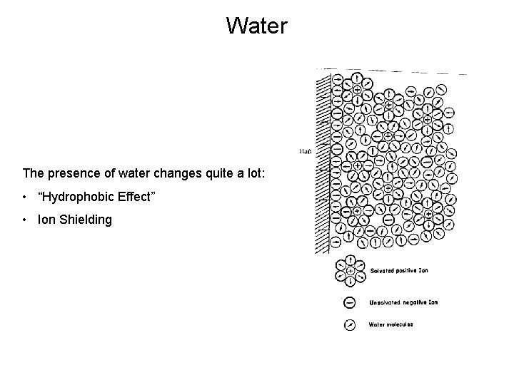 Water The presence of water changes quite a lot: • “Hydrophobic Effect” • Ion