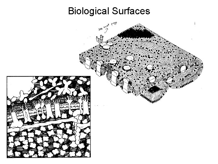 Biological Surfaces 
