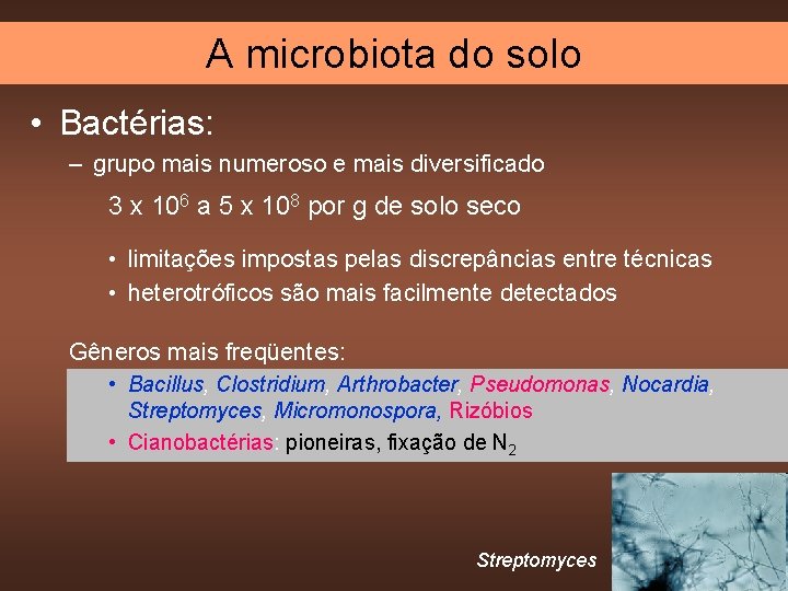 A microbiota do solo • Bactérias: – grupo mais numeroso e mais diversificado 3