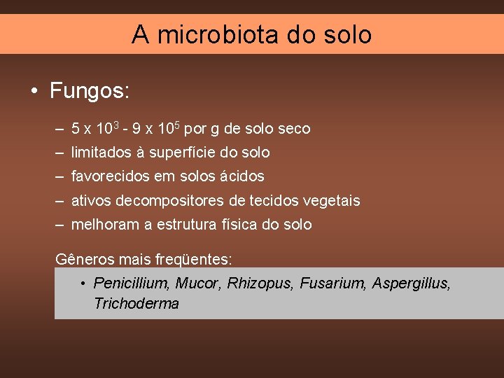 A microbiota do solo • Fungos: – 5 x 103 - 9 x 105