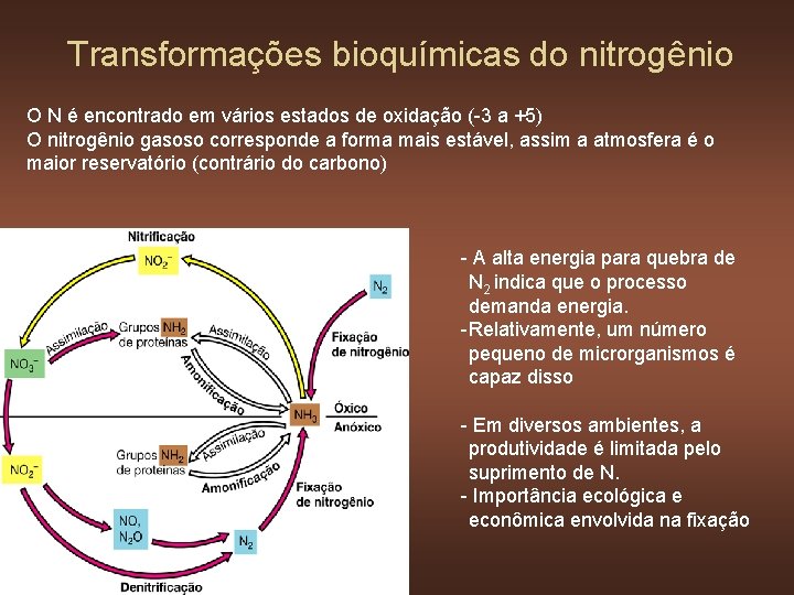 Transformações bioquímicas do nitrogênio O N é encontrado em vários estados de oxidação (-3