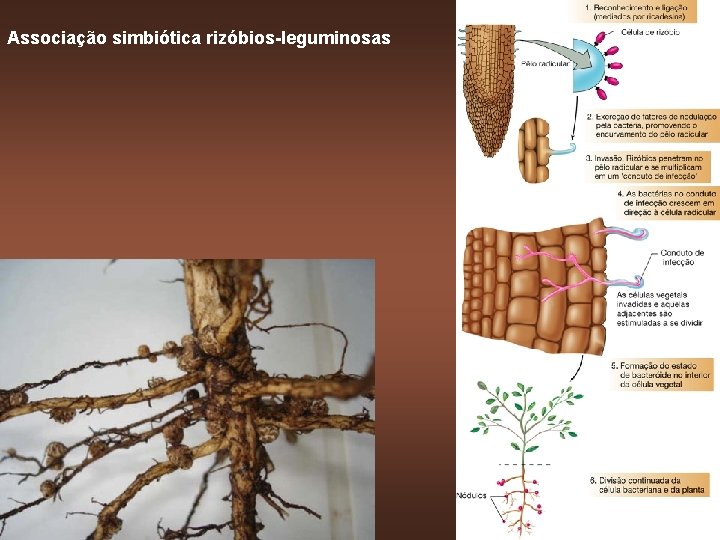 Associação simbiótica rizóbios-leguminosas 