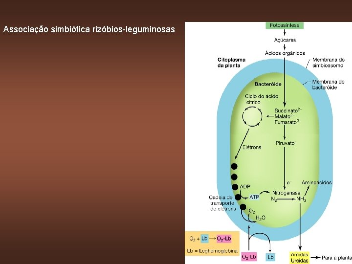 Associação simbiótica rizóbios-leguminosas 