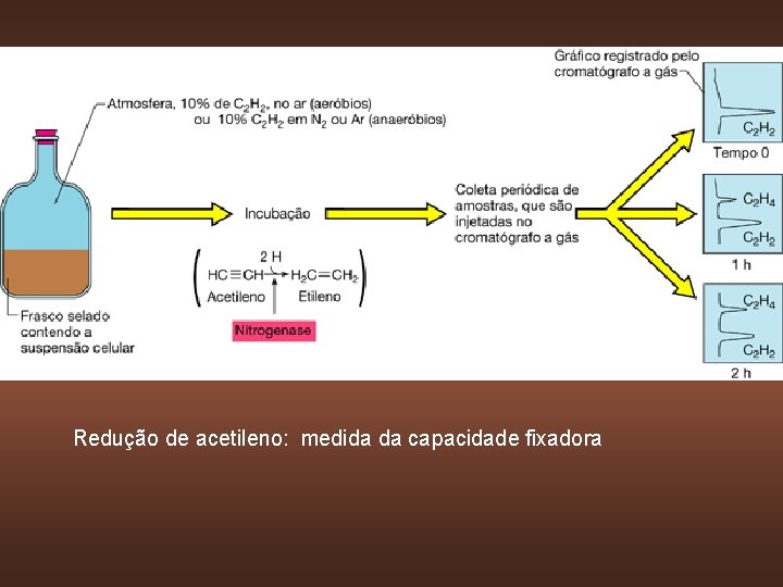 Redução de acetileno: medida da capacidade fixadora 