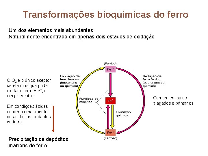 Transformações bioquímicas do ferro Um dos elementos mais abundantes Naturalmente encontrado em apenas dois