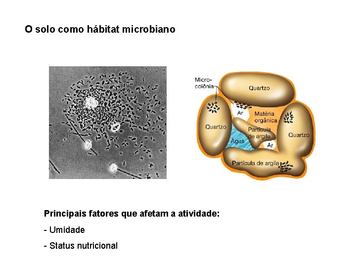 O solo como hábitat microbiano Principais fatores que afetam a atividade: - Umidade -