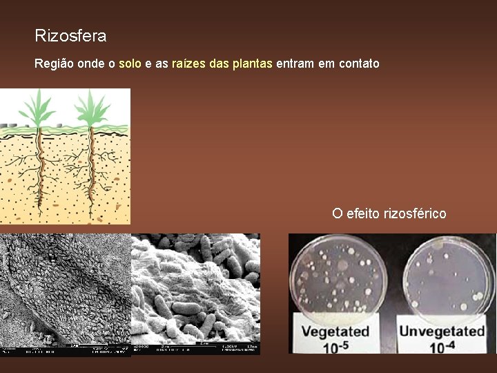 Rizosfera Região onde o solo e as raízes das plantas entram em contato O