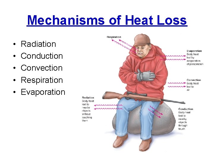 Mechanisms of Heat Loss • • • Radiation Conduction Convection Respiration Evaporation 