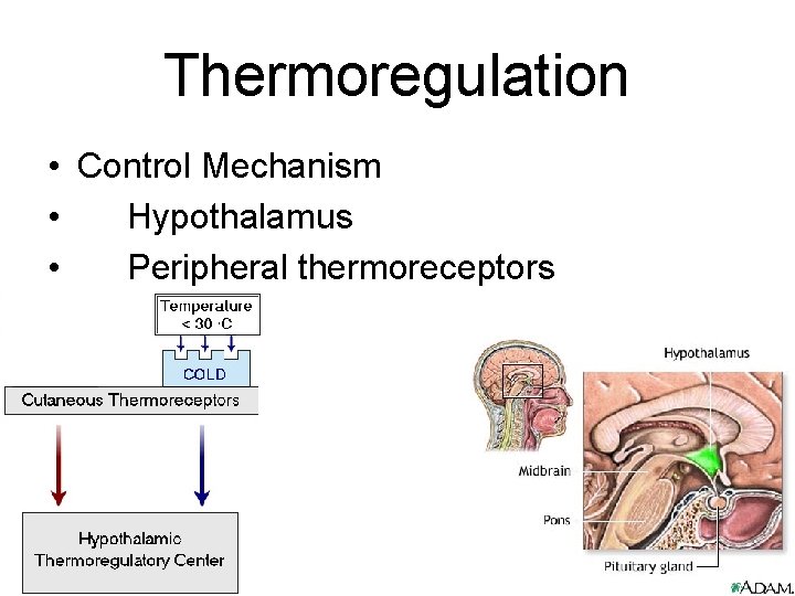 Thermoregulation • Control Mechanism • Hypothalamus • Peripheral thermoreceptors 