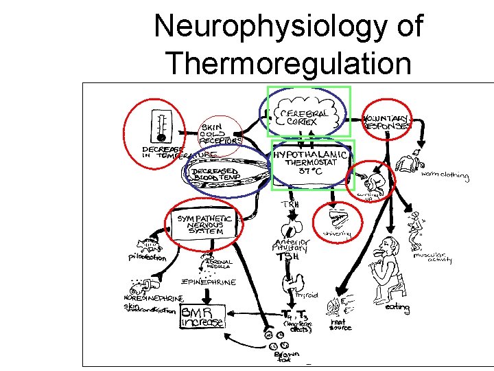 Neurophysiology of Thermoregulation 