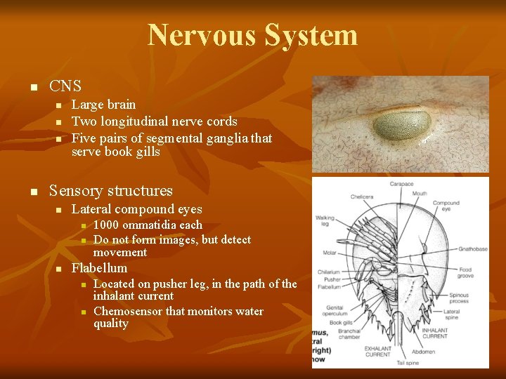 Nervous System n CNS n n Large brain Two longitudinal nerve cords Five pairs