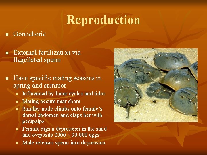 Reproduction n Gonochoric External fertilization via flagellated sperm Have specific mating seasons in spring