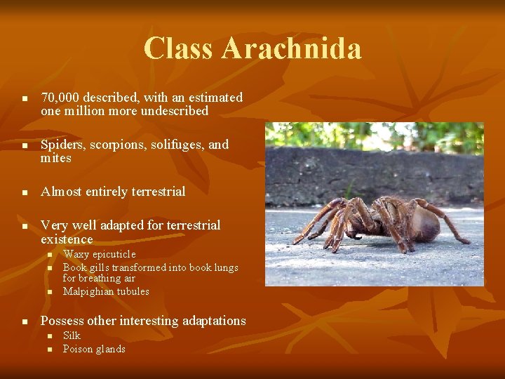 Class Arachnida n n 70, 000 described, with an estimated one million more undescribed